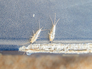 silverfish chewing on a book