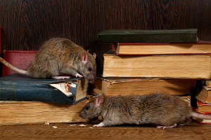 brown rats chewing through books