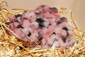 baby mice in a nest