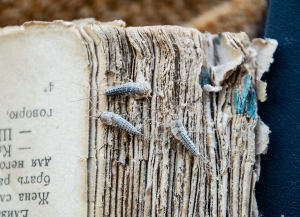silverfish eating an old book